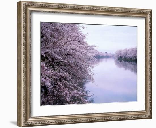 Cherry Blossoms and Moat-null-Framed Photographic Print