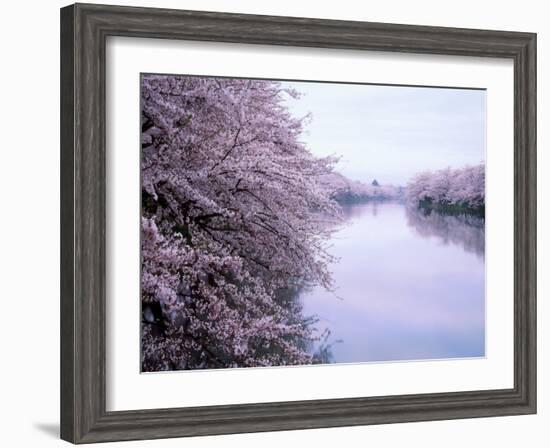 Cherry Blossoms and Moat-null-Framed Photographic Print