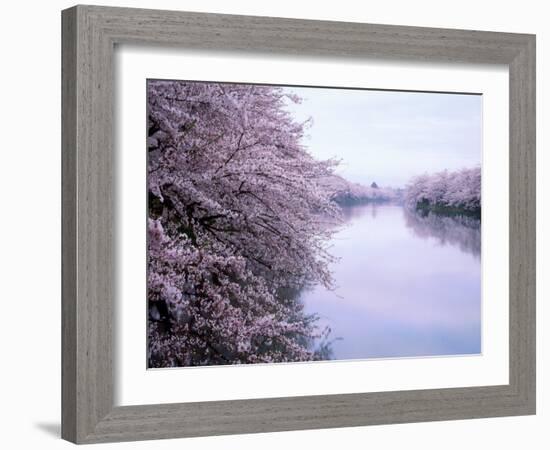Cherry Blossoms and Moat-null-Framed Photographic Print