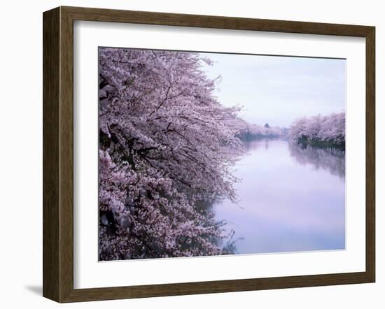 Cherry Blossoms and Moat--Framed Photographic Print