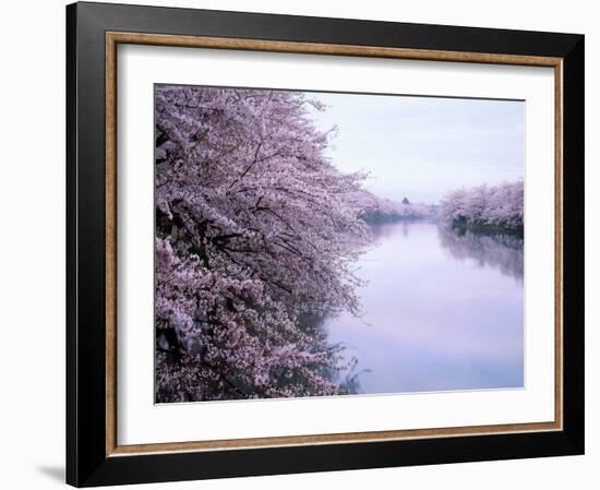 Cherry Blossoms and Moat-null-Framed Photographic Print