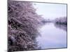 Cherry Blossoms and Moat-null-Mounted Photographic Print