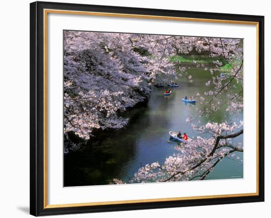 Cherry Blossoms and Moat-null-Framed Photographic Print