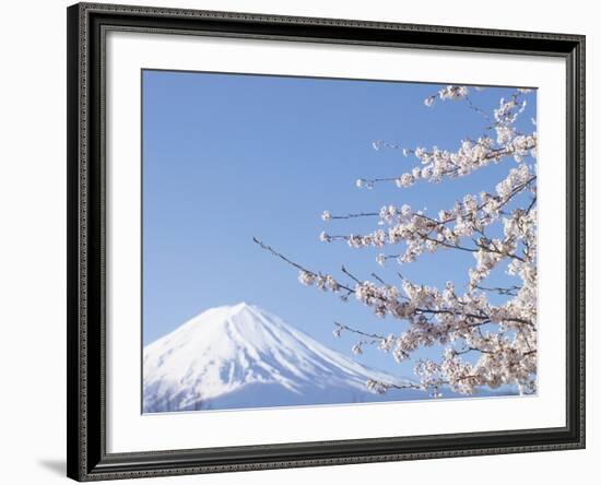 Cherry blossoms and Mt. Fuji, Japan-null-Framed Photographic Print