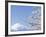 Cherry blossoms and Mt. Fuji, Japan-null-Framed Photographic Print