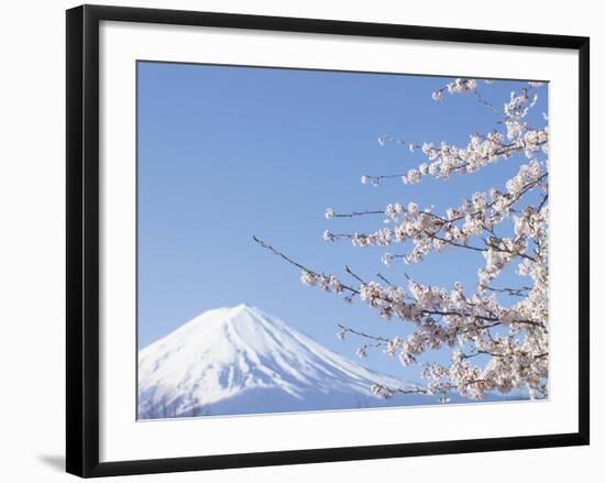 Cherry blossoms and Mt. Fuji, Japan-null-Framed Photographic Print