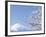 Cherry blossoms and Mt. Fuji, Japan-null-Framed Photographic Print