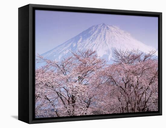 Cherry Blossoms and Mt. Fuji-null-Framed Premier Image Canvas