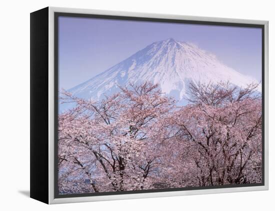 Cherry Blossoms and Mt. Fuji-null-Framed Premier Image Canvas