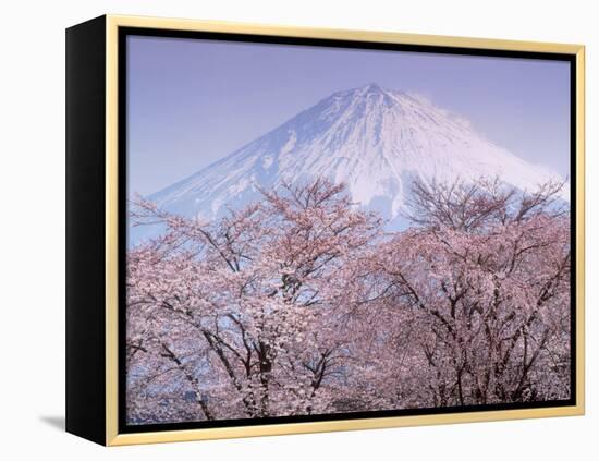 Cherry Blossoms and Mt. Fuji-null-Framed Premier Image Canvas