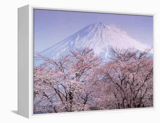 Cherry Blossoms and Mt. Fuji-null-Framed Premier Image Canvas