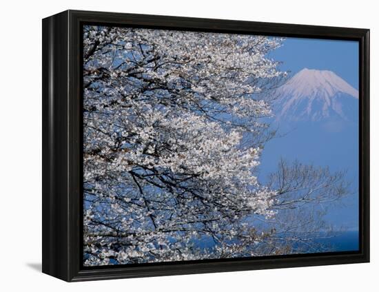 Cherry Blossoms and Mt. Fuji-null-Framed Premier Image Canvas