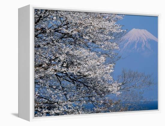 Cherry Blossoms and Mt. Fuji-null-Framed Premier Image Canvas