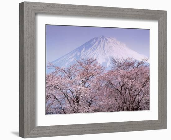 Cherry Blossoms and Mt. Fuji-null-Framed Photographic Print