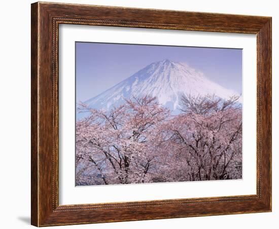 Cherry Blossoms and Mt. Fuji-null-Framed Photographic Print