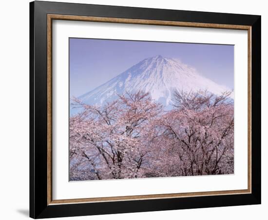 Cherry Blossoms and Mt. Fuji-null-Framed Photographic Print