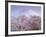 Cherry Blossoms and Mt. Fuji-null-Framed Photographic Print