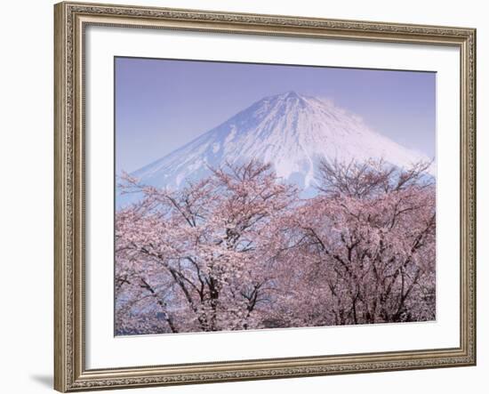 Cherry Blossoms and Mt. Fuji-null-Framed Photographic Print