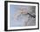 Cherry Blossoms and Mt. Fuji-null-Framed Photographic Print