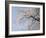 Cherry Blossoms and Mt. Fuji-null-Framed Photographic Print