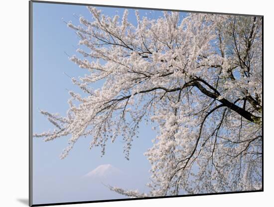 Cherry Blossoms and Mt. Fuji-null-Mounted Photographic Print