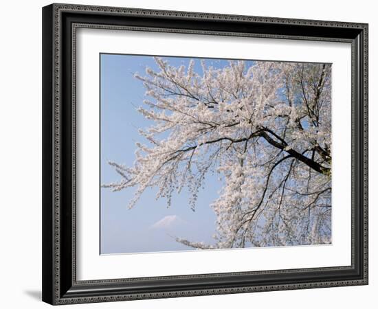 Cherry Blossoms and Mt. Fuji-null-Framed Photographic Print