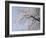 Cherry Blossoms and Mt. Fuji-null-Framed Photographic Print