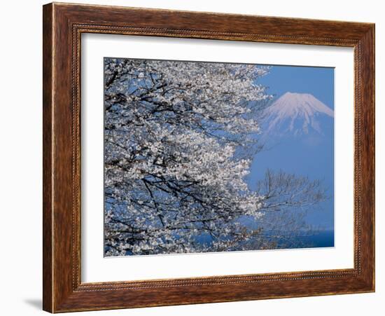 Cherry Blossoms and Mt. Fuji-null-Framed Photographic Print