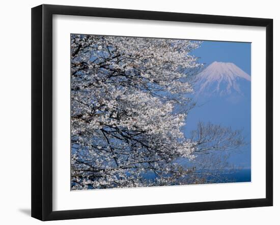 Cherry Blossoms and Mt. Fuji-null-Framed Photographic Print