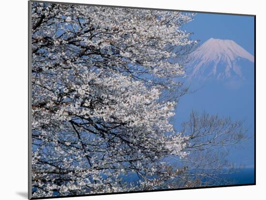 Cherry Blossoms and Mt. Fuji-null-Mounted Photographic Print