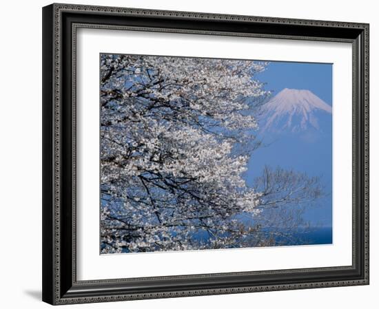 Cherry Blossoms and Mt. Fuji-null-Framed Photographic Print