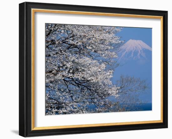 Cherry Blossoms and Mt. Fuji-null-Framed Photographic Print