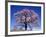 Cherry Blossoms and Mt. Yastu-null-Framed Photographic Print