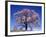 Cherry Blossoms and Mt. Yastu-null-Framed Photographic Print