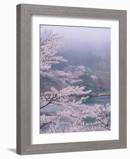 Cherry Blossoms and Pond-null-Framed Photographic Print