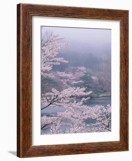 Cherry Blossoms and Pond-null-Framed Photographic Print