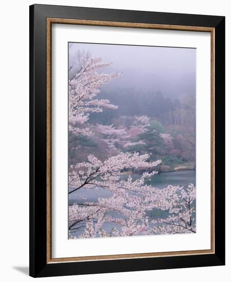 Cherry Blossoms and Pond-null-Framed Photographic Print