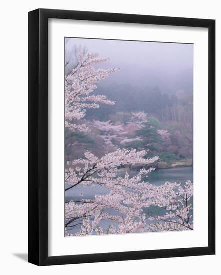 Cherry Blossoms and Pond-null-Framed Photographic Print