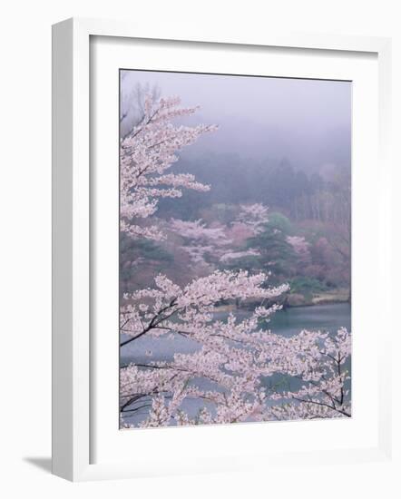 Cherry Blossoms and Pond-null-Framed Photographic Print