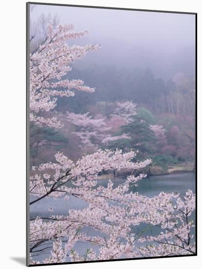 Cherry Blossoms and Pond-null-Mounted Photographic Print
