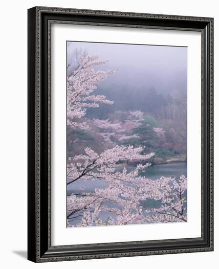 Cherry Blossoms and Pond-null-Framed Photographic Print