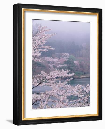 Cherry Blossoms and Pond-null-Framed Photographic Print