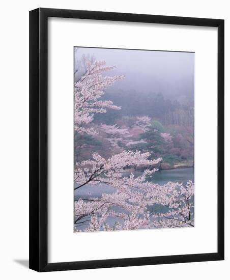 Cherry Blossoms and Pond-null-Framed Photographic Print