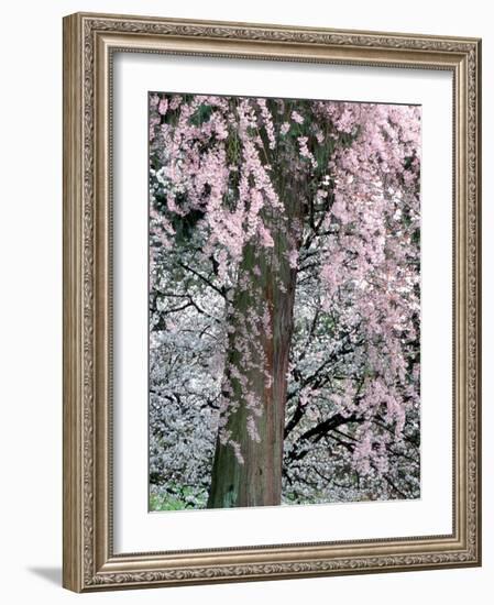 Cherry Blossoms and Red Cedar Tree Trunk, Washington, USA-William Sutton-Framed Photographic Print