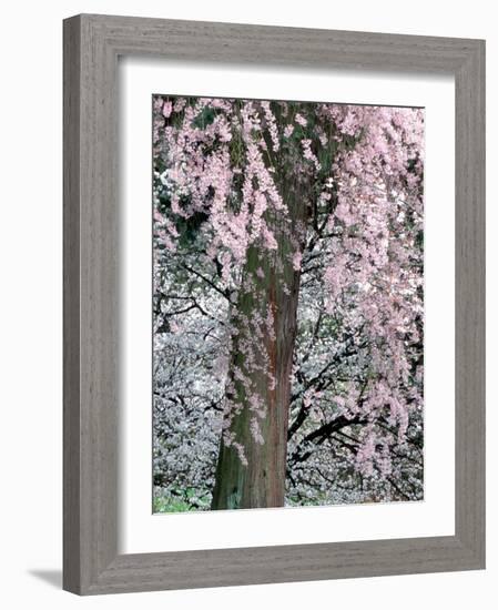 Cherry Blossoms and Red Cedar Tree Trunk, Washington, USA-William Sutton-Framed Photographic Print