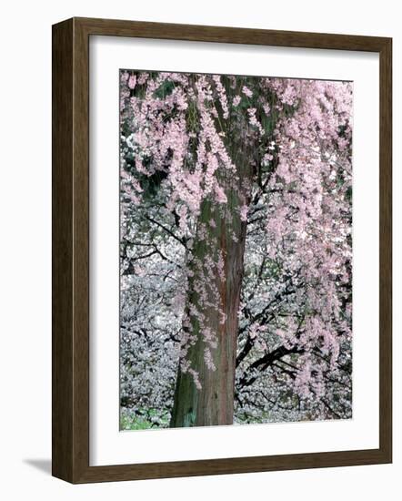 Cherry Blossoms and Red Cedar Tree Trunk, Washington, USA-William Sutton-Framed Photographic Print