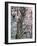 Cherry Blossoms and Red Cedar Tree Trunk, Washington, USA-William Sutton-Framed Photographic Print