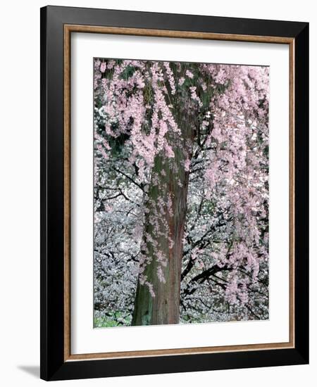 Cherry Blossoms and Red Cedar Tree Trunk, Washington, USA-William Sutton-Framed Photographic Print