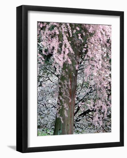 Cherry Blossoms and Red Cedar Tree Trunk, Washington, USA-William Sutton-Framed Photographic Print