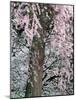 Cherry Blossoms and Red Cedar Tree Trunk, Washington, USA-William Sutton-Mounted Photographic Print